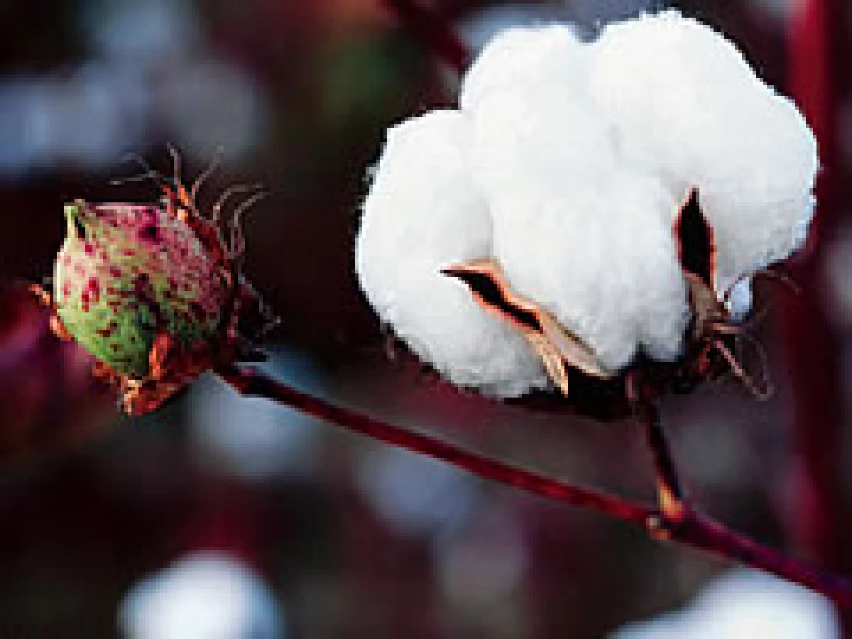 Gap rastrea el origen del algodón del que están hechas sus prendas. (Foto: Especial)