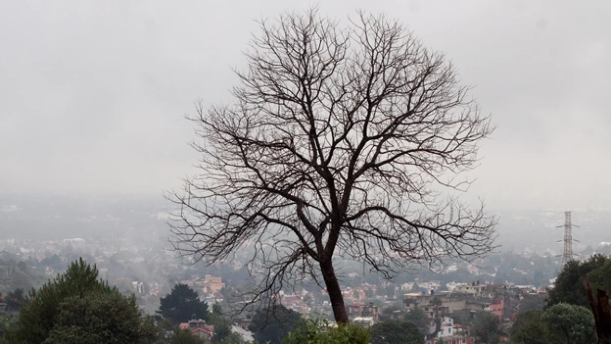un arbol con la ciudad de fondo