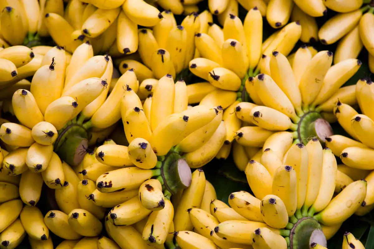 La industria del plátano a nivel mundial está en riesgo por una enfermedad que ataca a la variedad más popular en Occidente.