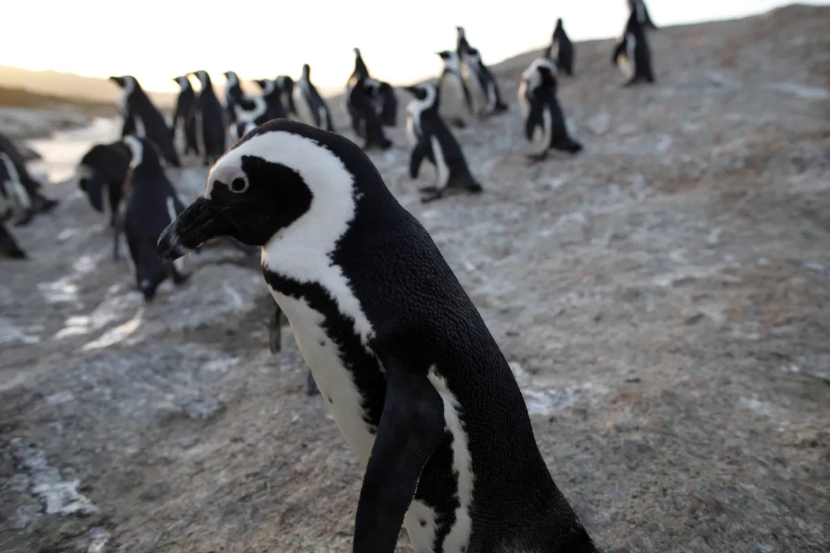 Boulder Beach Penguins Draw Tourists In South Africa