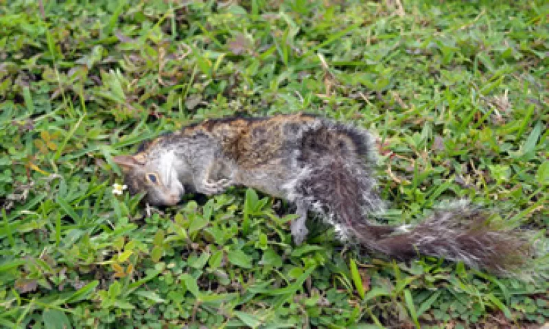 Asociaciones civiles dicen que no se retiraron los animales del lugar, el Fonatur dice que sí se realizó. (Foto: Cuartoscuro)