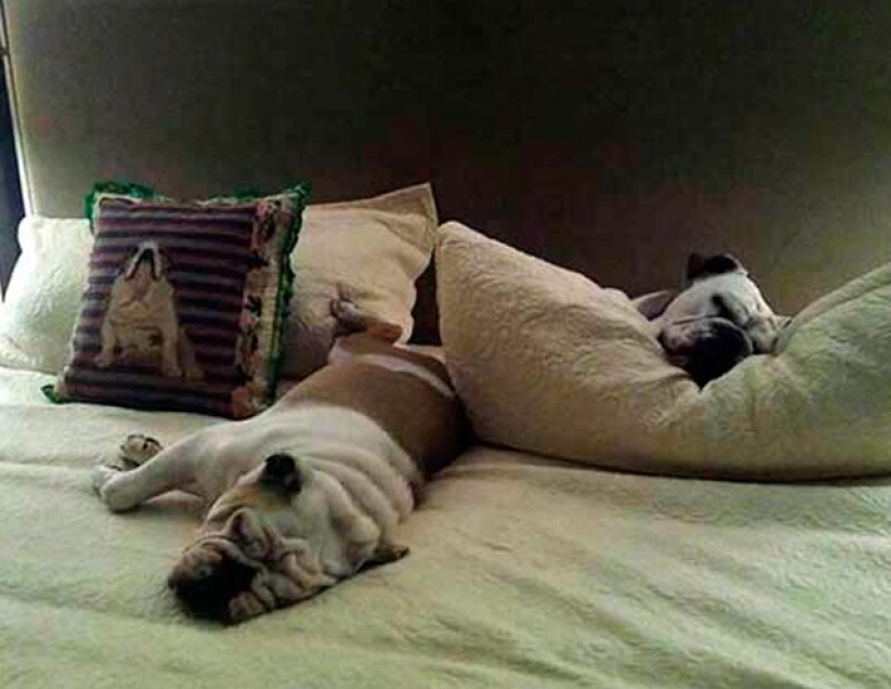 Paulina no viaja sola, sus lujos los comparten tres mascotas: los bulldogs ingleses Keiko, Boli y Morgancita,