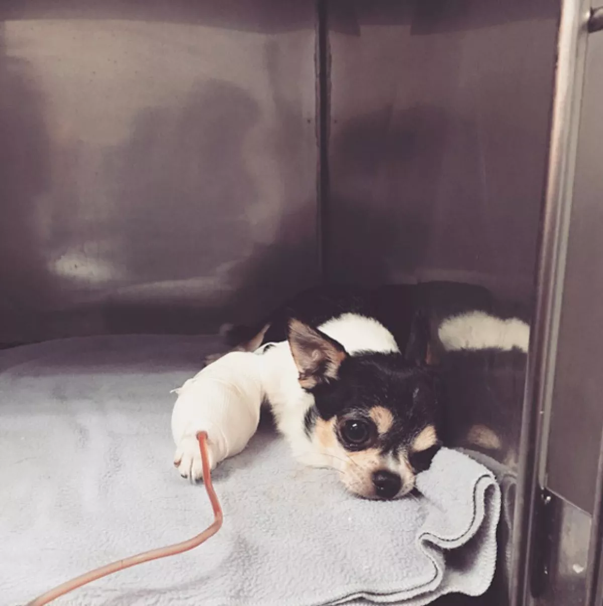 Gizmo sufrió un ataque al corazón,
