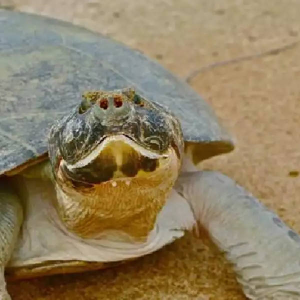 liberacion de tortugas en brasil