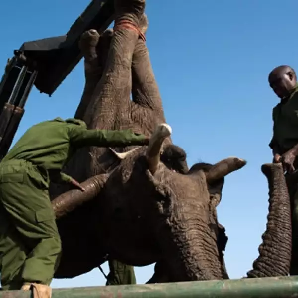 Traslado de elefante en Kenya