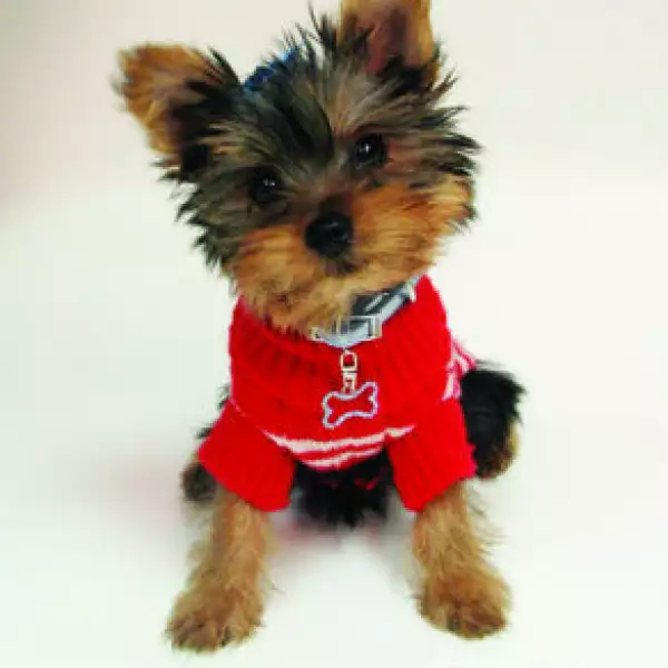 Yorkie