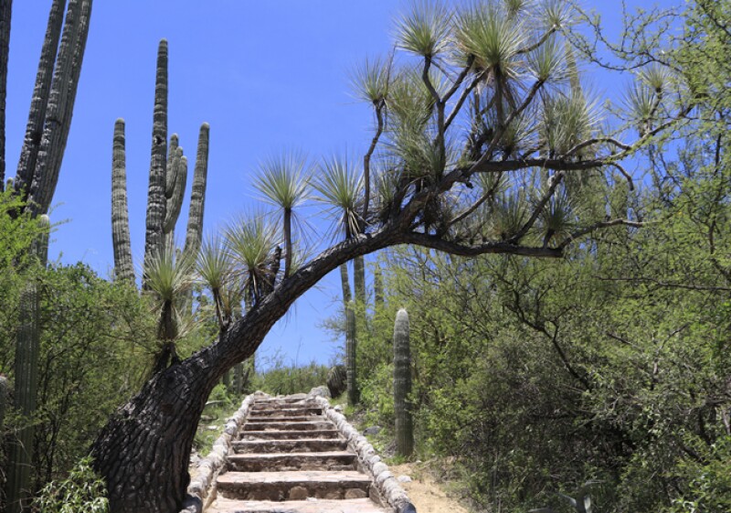 Tehuacán-Cuicatlán 3