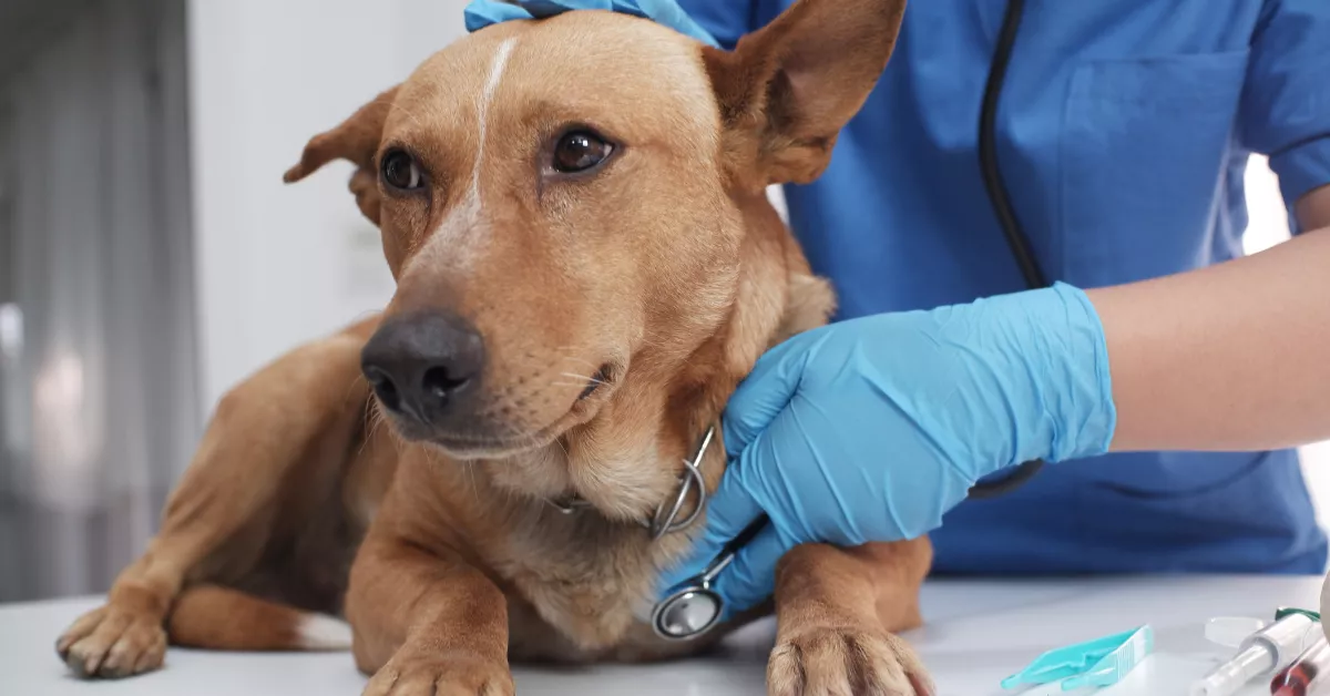Enfermedad respiratoria en perros