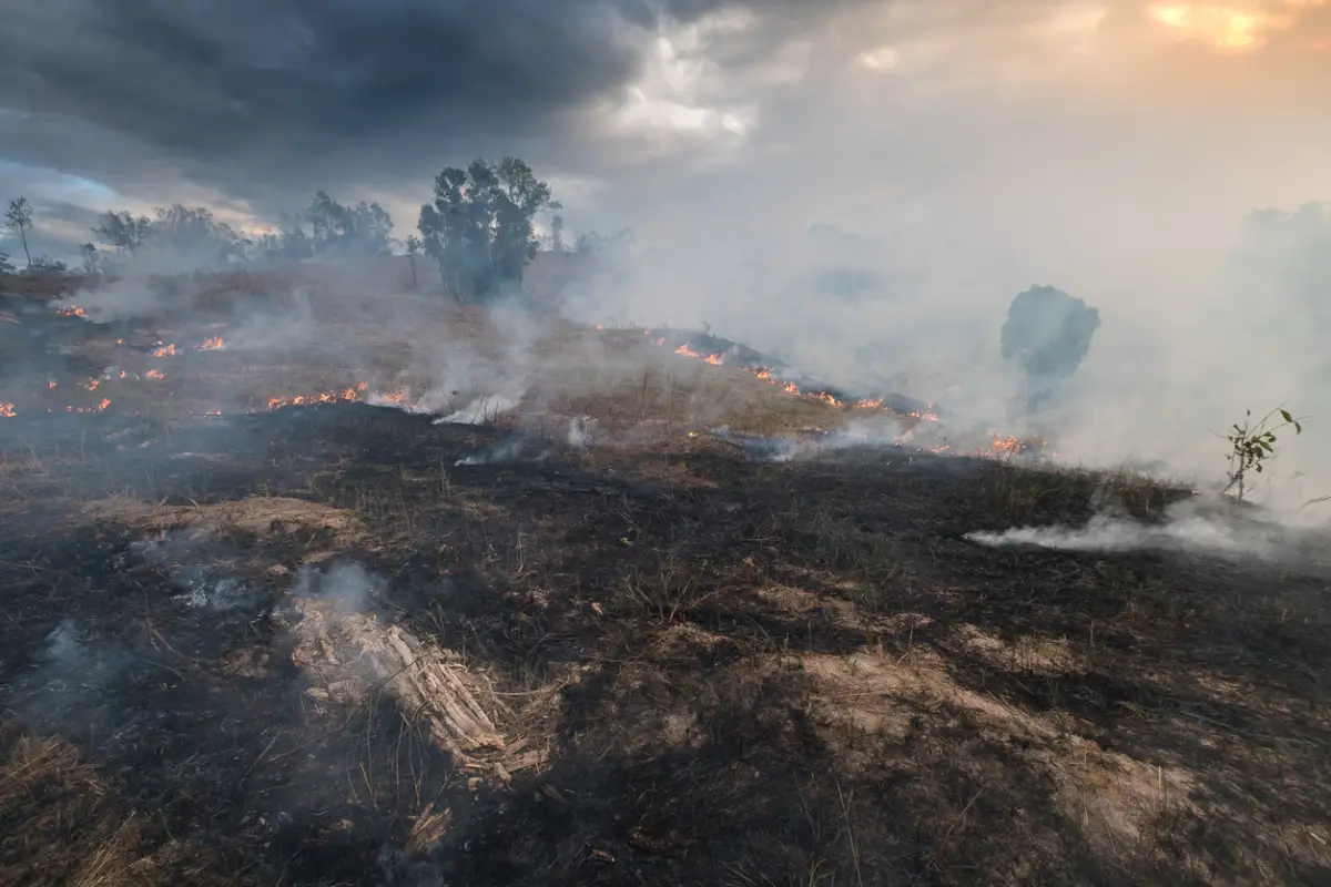 Bosque - incendio
