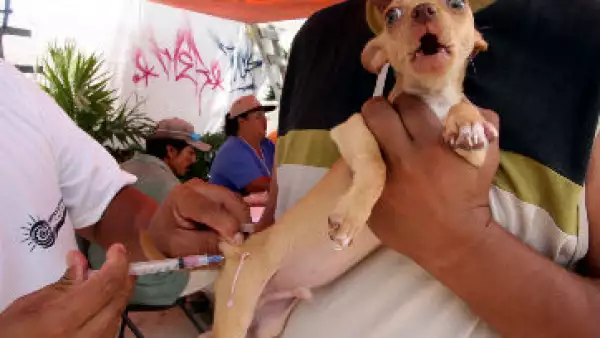 perro casero vacunaci�n