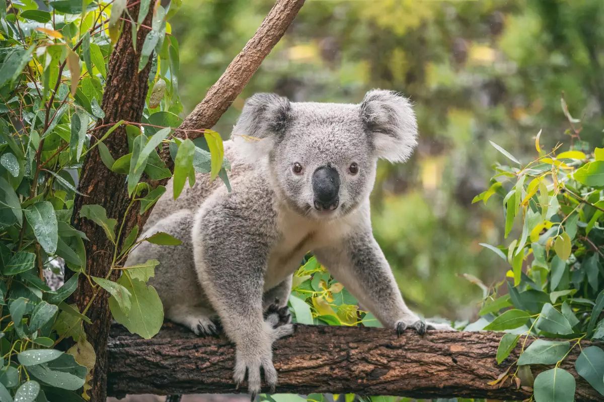 australia-koalas-especie