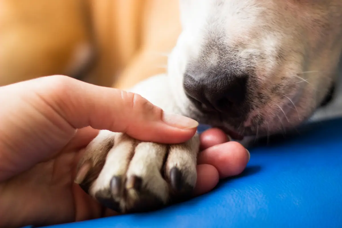 Protección animal en la Corte, ¿mito o realidad?