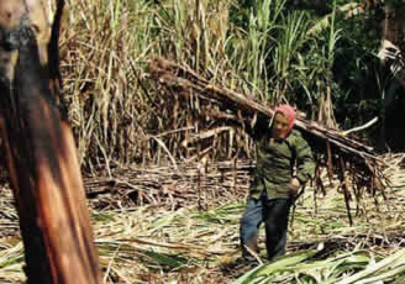 La producción en México es de 5.5 millones de toneladas. (Foto: Carlos Tischler/Procesofoto)