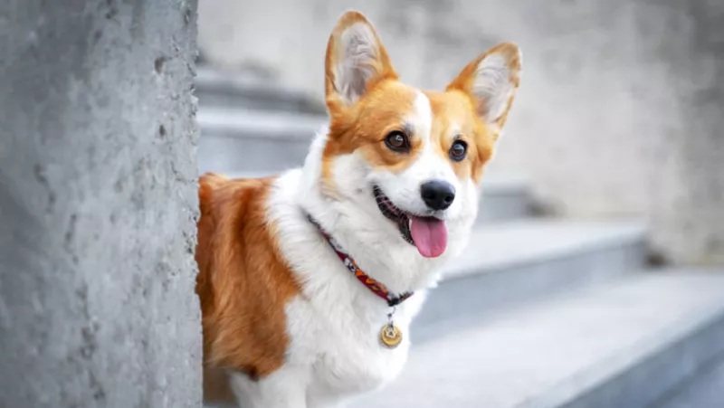 corgis-reina-isabel