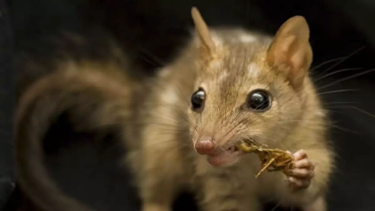 quoll especie marsupial