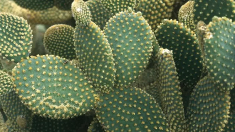 nopal