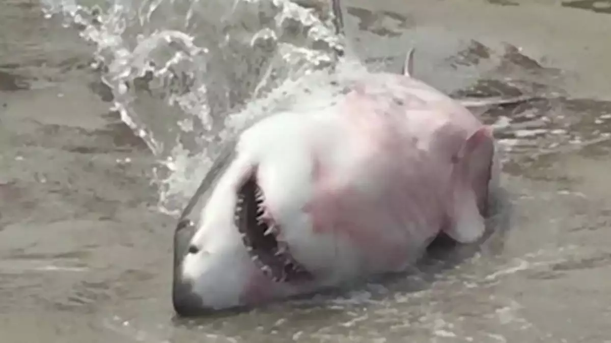 tiburon blanco rescatado en eu