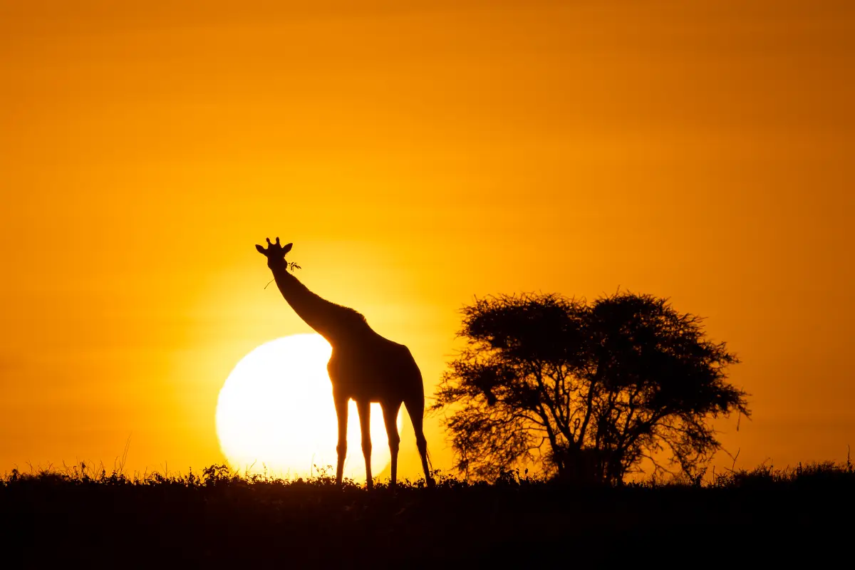 safari-africa-turismo-lujo.jpg