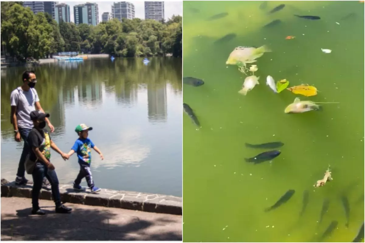lago_de_chapultepec_muerte_peces.jpg