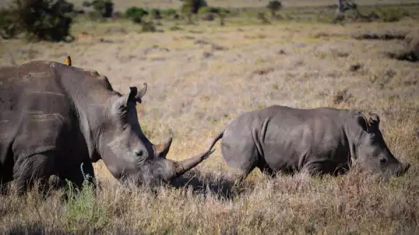 Rinocerontes en Lewa
