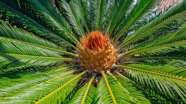 Plantas cícadas.