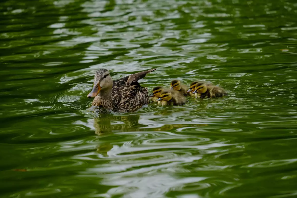 patos
