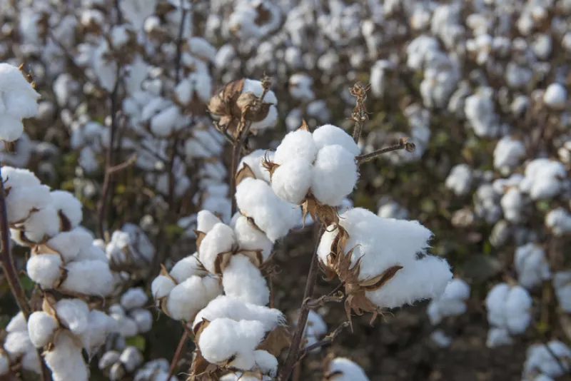 Algodón transgénico. 