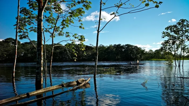 Amazonia vida silvestre