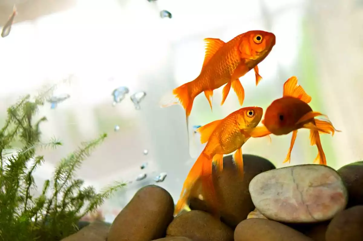 Peces que vuelven al río