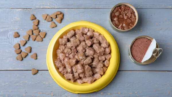 Wet and dry pet food on blue wooden table, flat lay