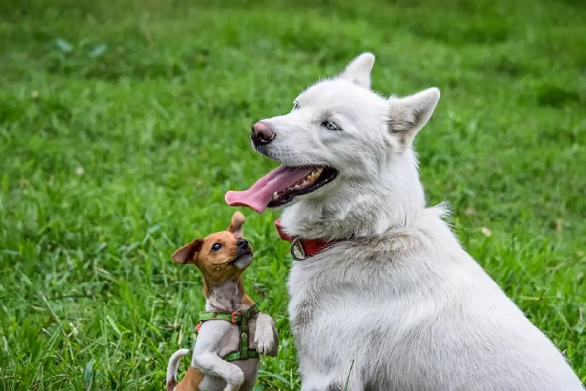 lugares-pet-friendly-mexico