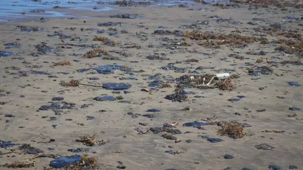 Pemex acepta culpa en derrame petrolero del Golfo de México 
