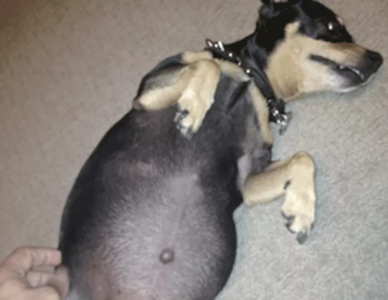 La actriz compartió en su cuenta de Twitter una foto de su pequeña mascota donde muestra su abultado vientre mismo que refleja que si espera cachorros.