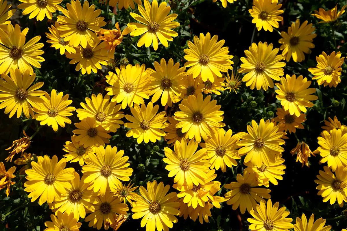 yellow daisy