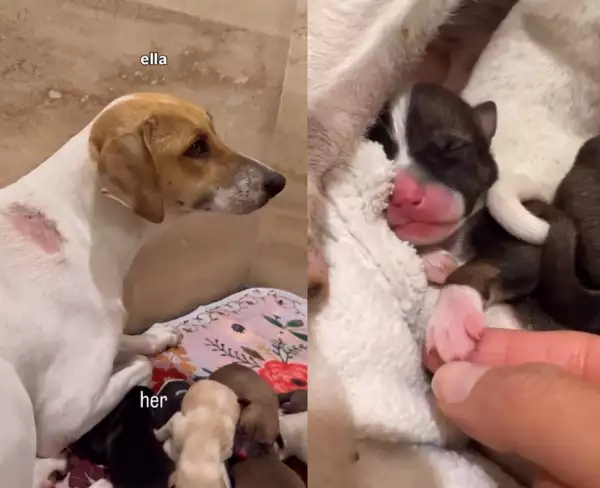 salma hayek perritos (1) (1).png