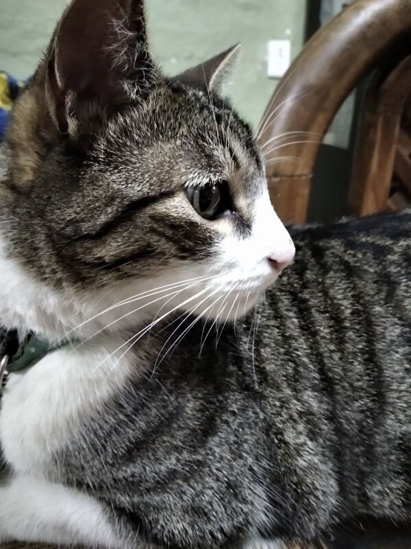 Foto Redmi 8A