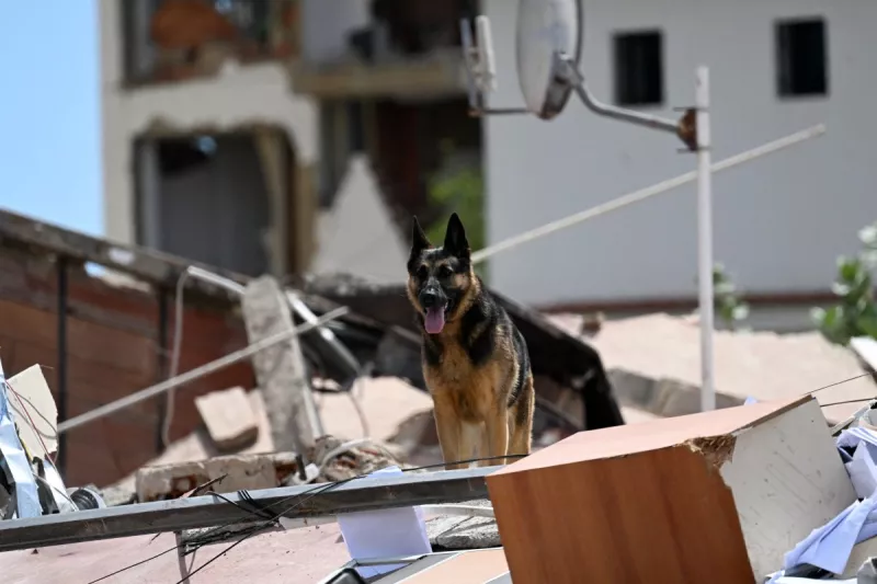 Un perro de rescate español busca posibles víctimas en los escombros de un edificio derrumbado en Catia La Mar, estado de La Guaira, Venezuela, el 28 de junio de 2026, tras los terremotos.