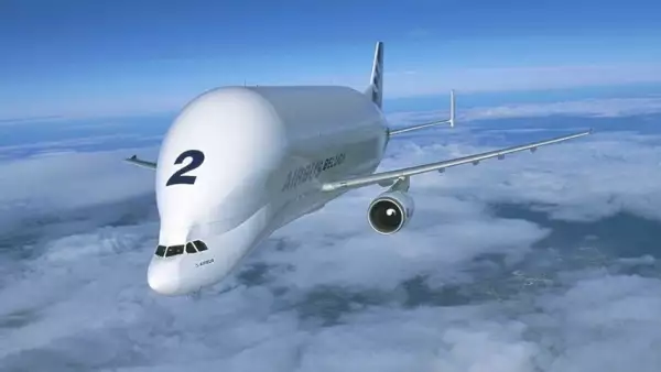 beluga