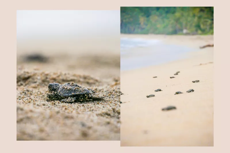 Life and Style Riviera Nayarit 1.jpg