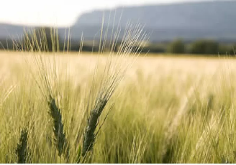 México comenzará la experimentación de trigo transgénico para consumo humano. (Foto: Jupiter Images)