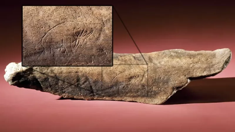 La imagen de un mamut es hallada en Florida