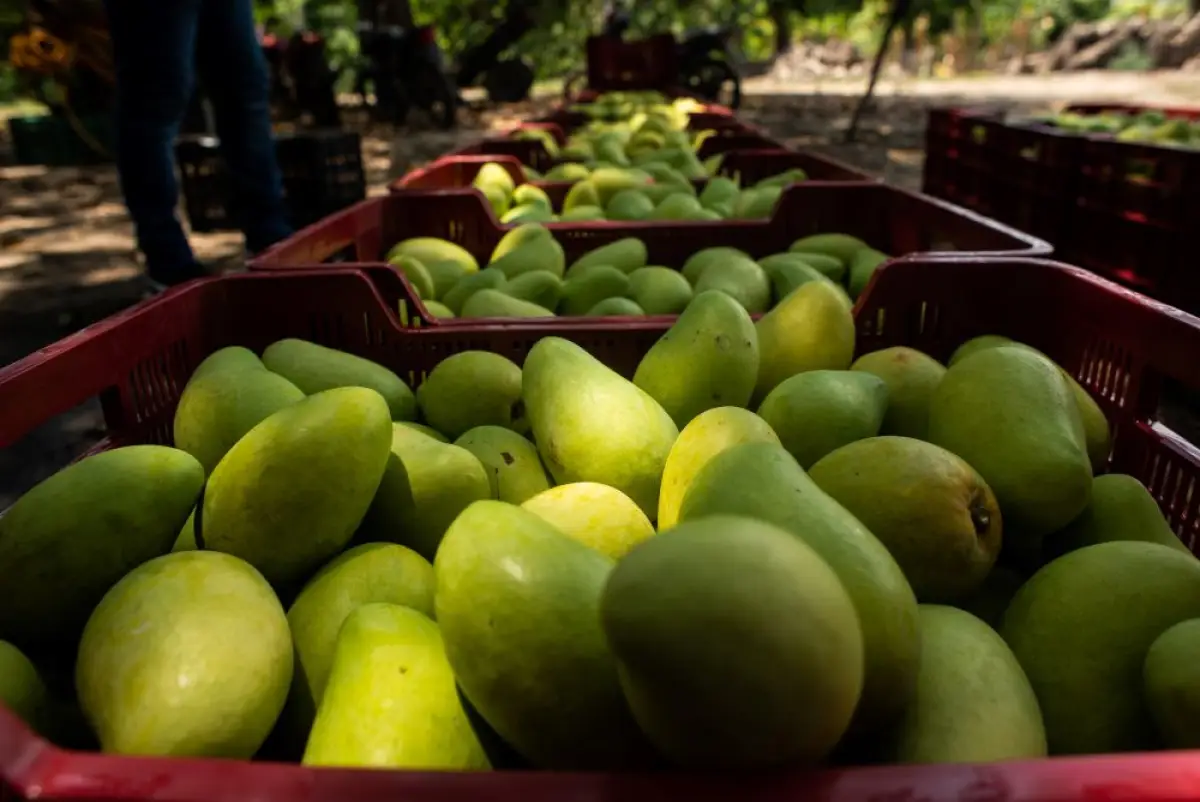 cultivo-agro.jpg