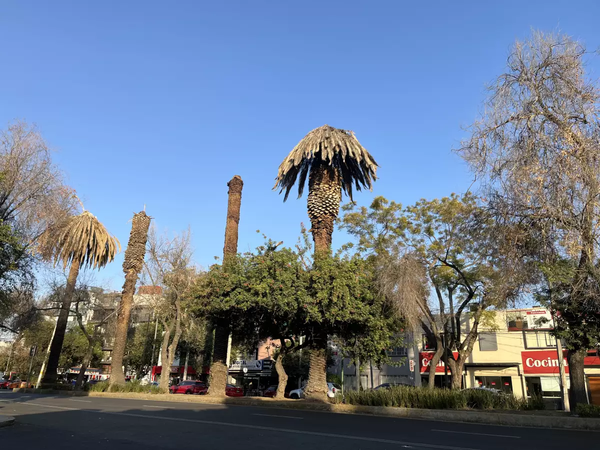 palmeras-secas-ciudad-de-mexico