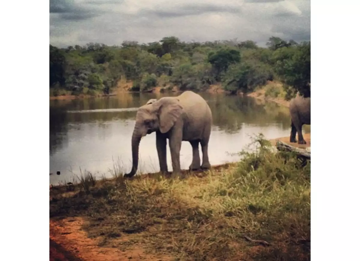 Aprovechando su gira por África, el cantante escapó a la selva para tomar una cerveza y ver elefantes salvajes acompañado de sus amigos, momento que no podía dejar de compartir en Instagram.