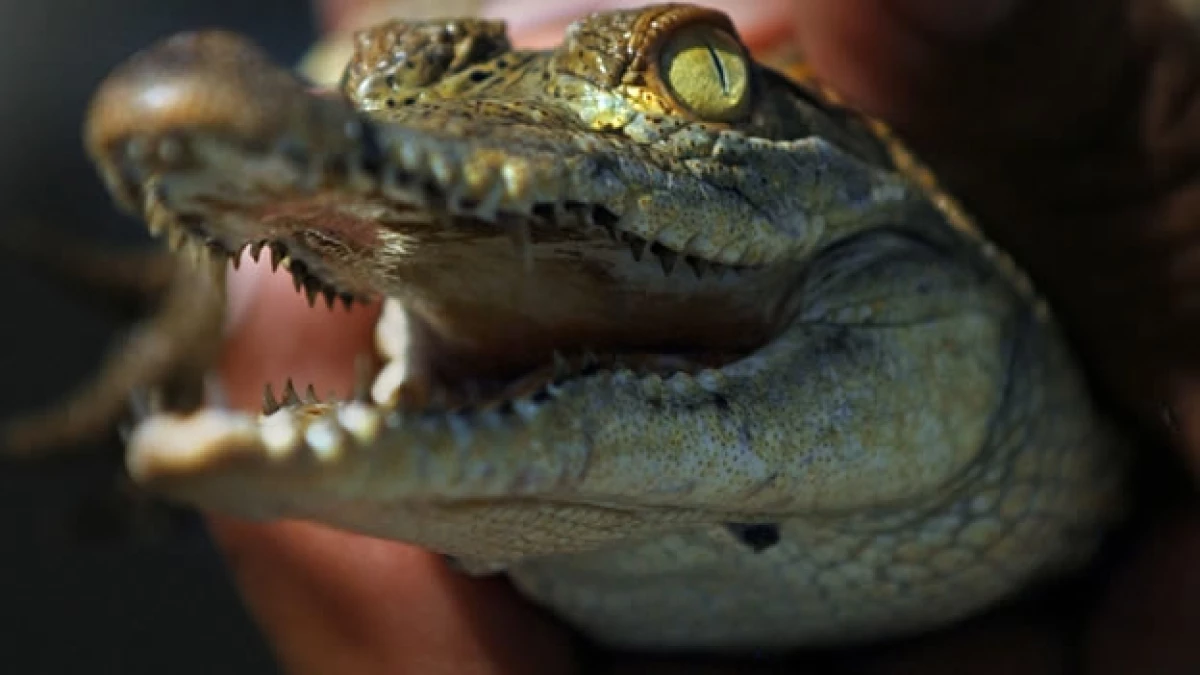 La decena de cocodrilos cubanos, en peligro de extinción, viven generalmente 80 años y se reproducen toda su vida