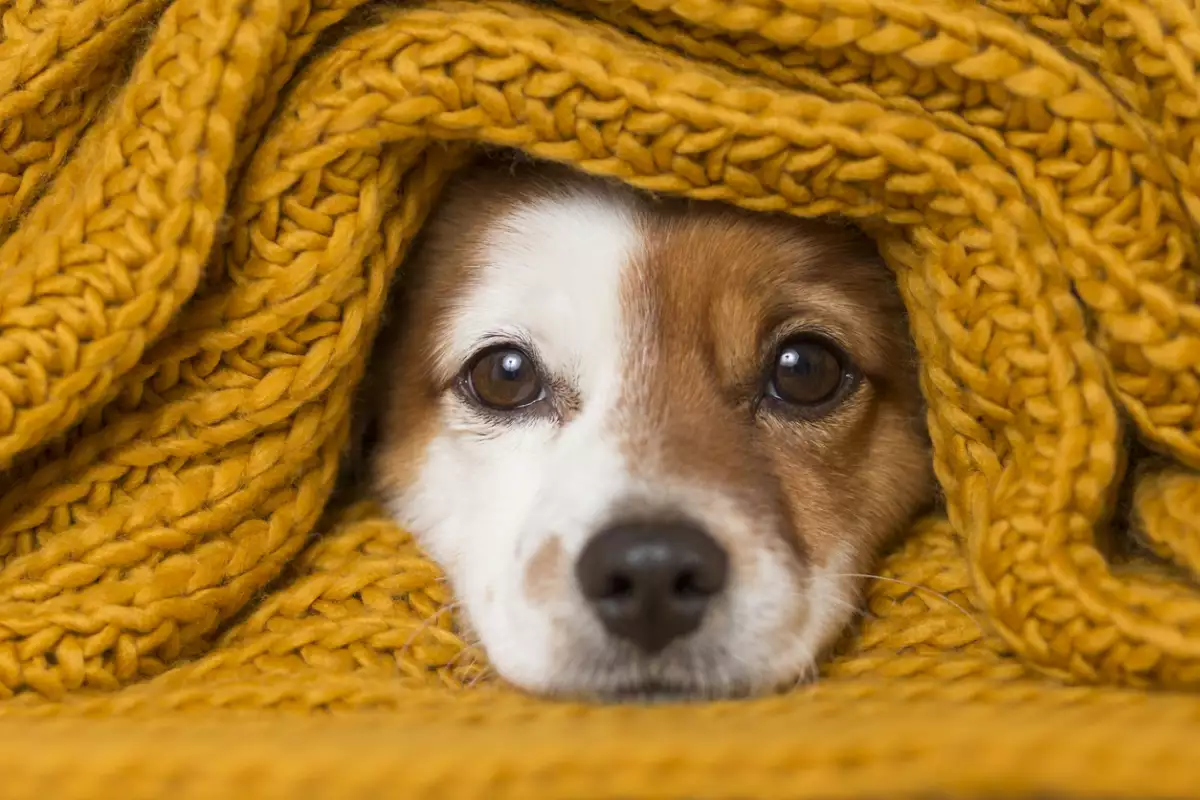 Los perros también sufren en invierno: Consejos para cuidar a tu mascota del frío 