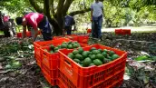Producción Aguacate