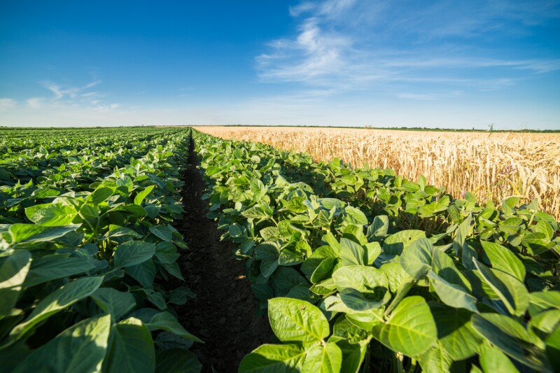 Soya transgénica