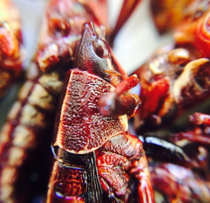 Así se veían los chapulines de cerca.