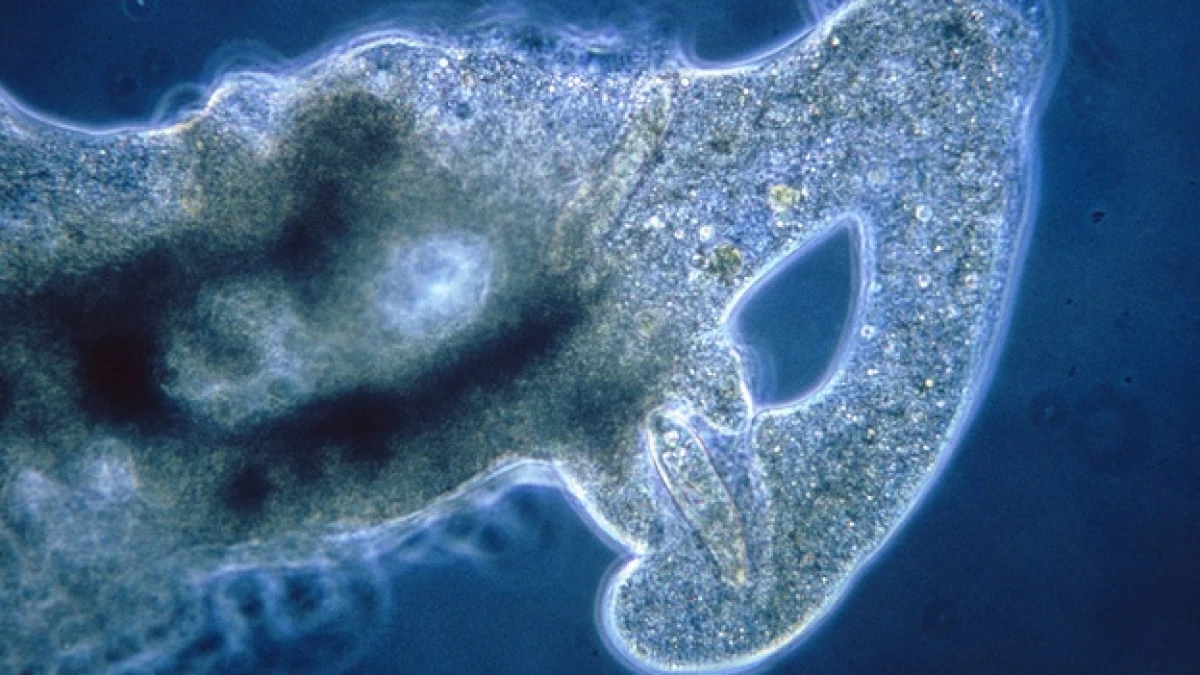 parasitaria